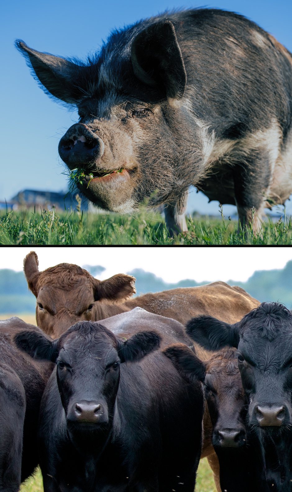 Cattle and a pasture-raised hog from local producers
