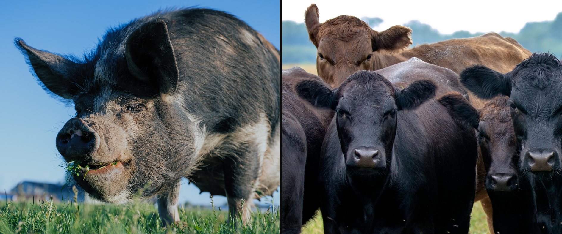 Black Angus cattle and a pasture-raised hog from local farms