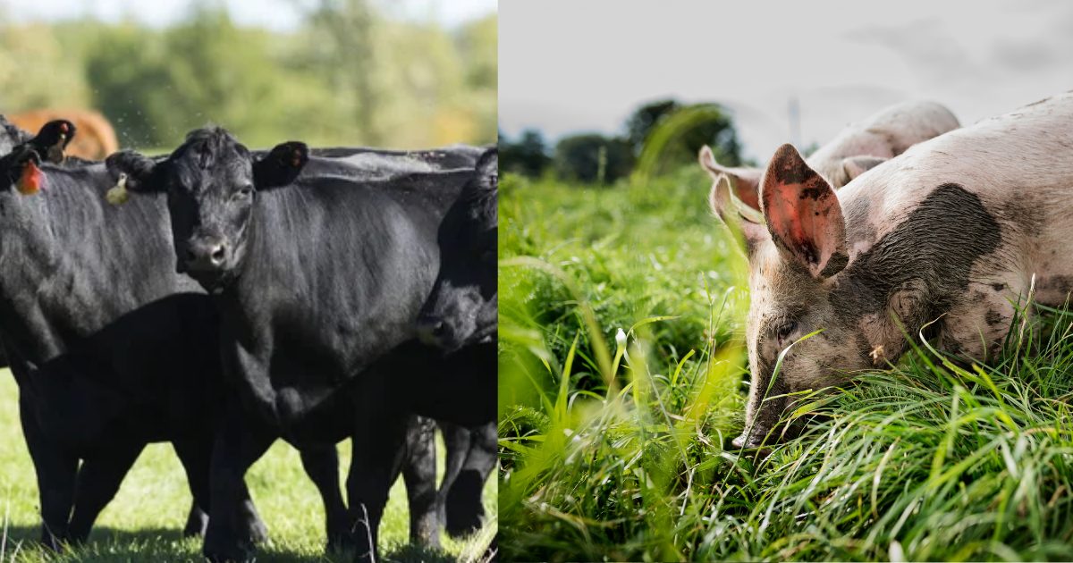 Black cattle and hogs raised on local pasture